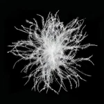 Bulk White Goose Down And Feather - 90% 650 + Fill Power Stuf.... Fixed Price $61.99.