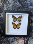 Monarch Butterfly And Female (danaus Plexippus) Entomology Shadow Box Frame. Fixed Price $53.82.
