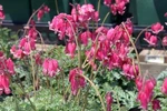25 King Bleeding Seeds Dicentra Spectabilis Shade Flower Garden 688. Fixed Price $6.29.