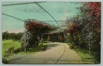 Charleston South Carolina Hampton Gardens Pergola Over Path Netting C1910. Fixed Price $5.50.