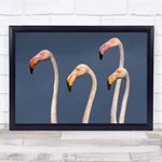 Flamingos Close Up Bird Camarga Dela Delta Wall Art Print. Fixed Price $34.95.
